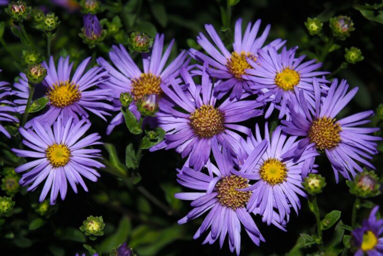 11 Delightful New Jersey Perennials (Plus Growing Tips) Garden Lovers
