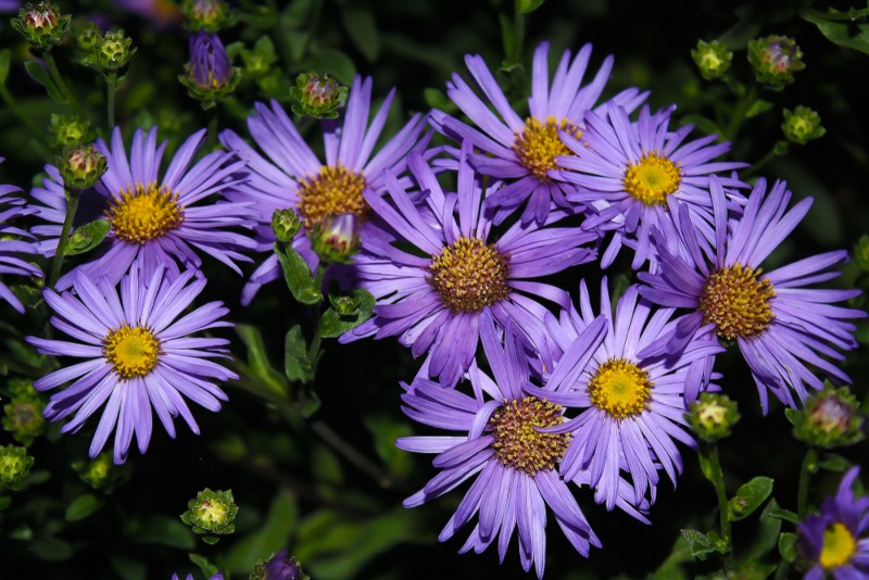 Aster