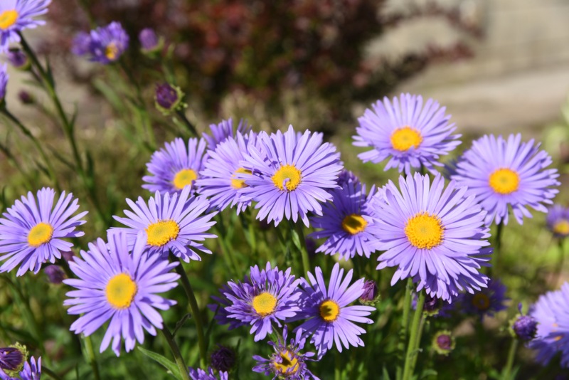 Aster