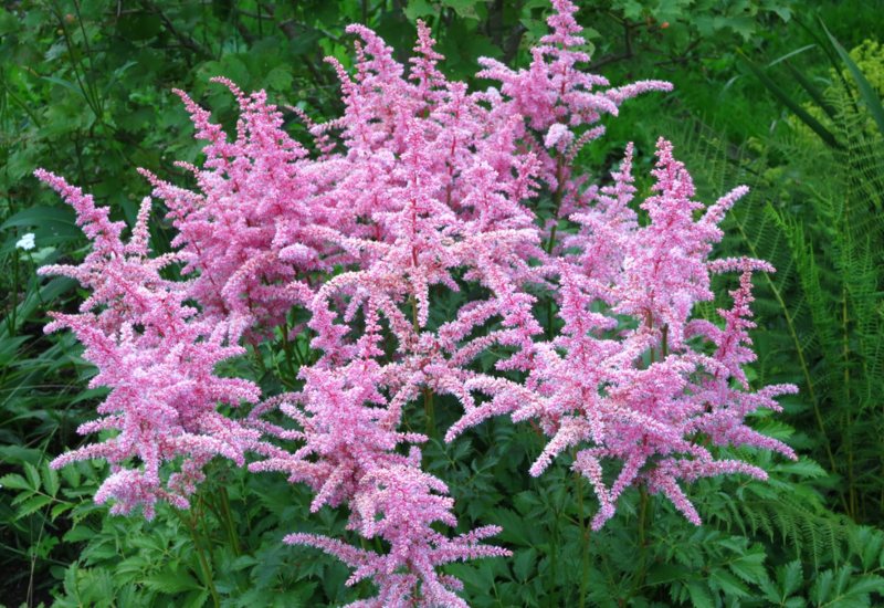 Astilbe-(Astilbe sp.)