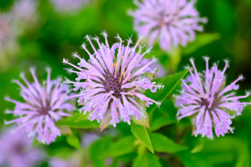 Bee-Balm