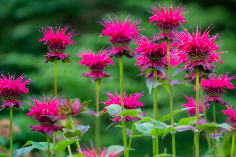 Bee-Balm