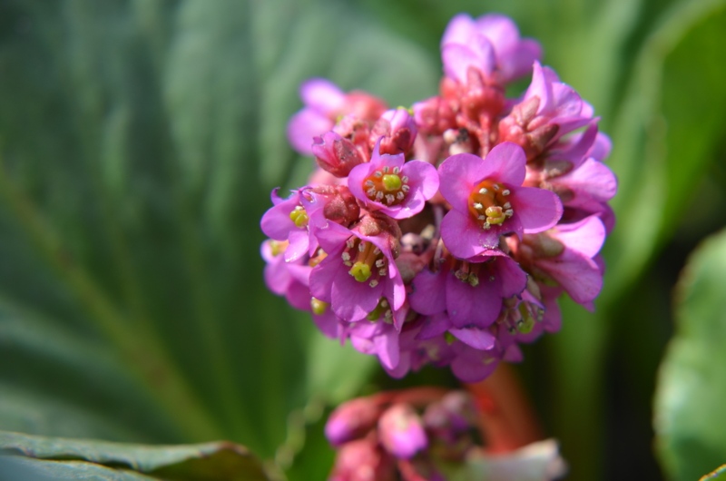 Bergenia-Cordifolia