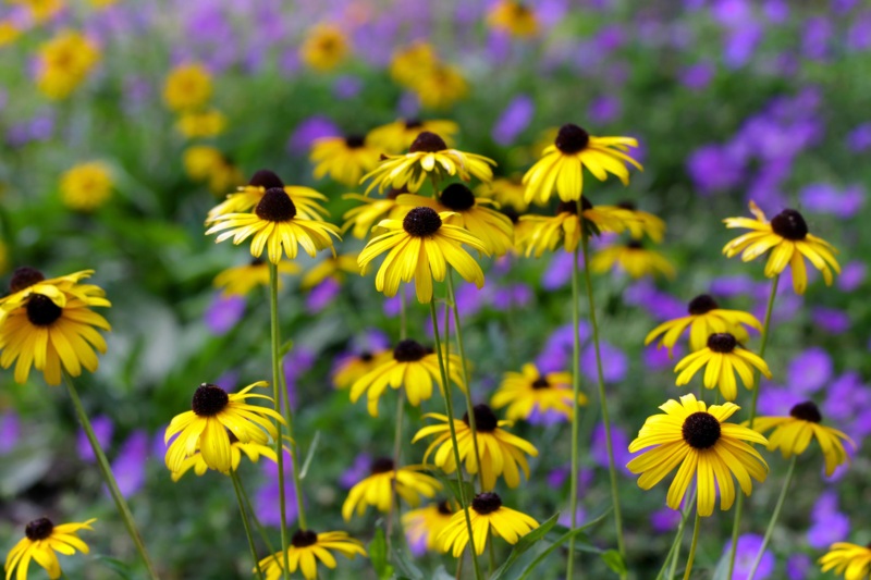 Black-Eyed-Susan