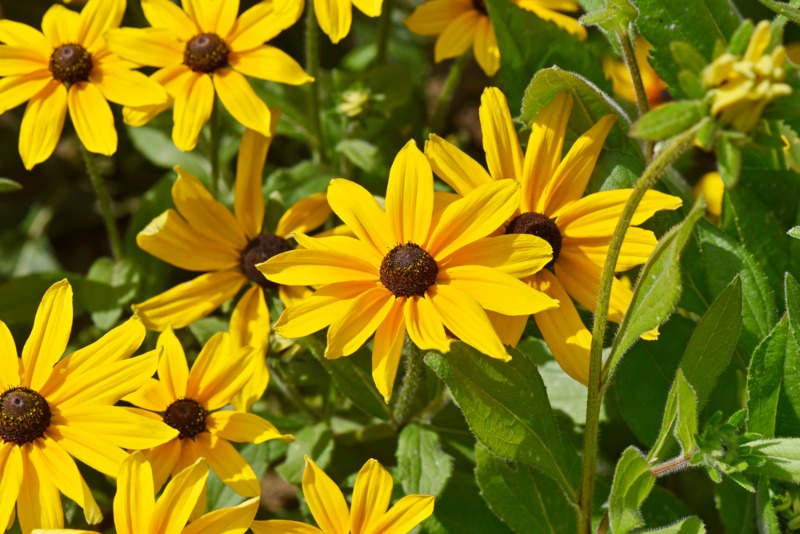 Black-eyed-susan