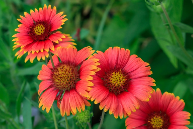 Blanket-Flower