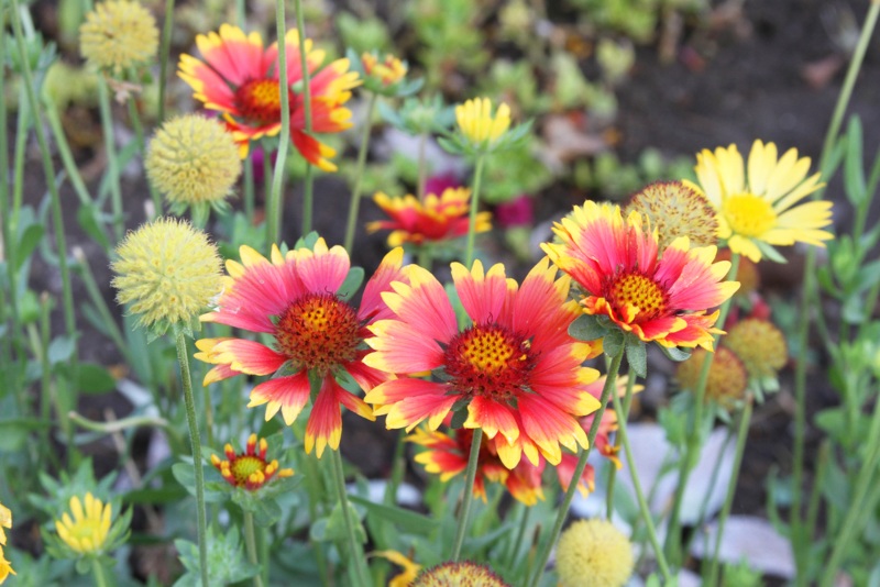 Blanket-Flower 