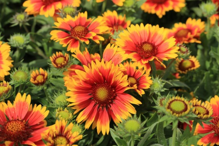 Growing Guide How to Grow Blanket Flower Garden Lovers Club