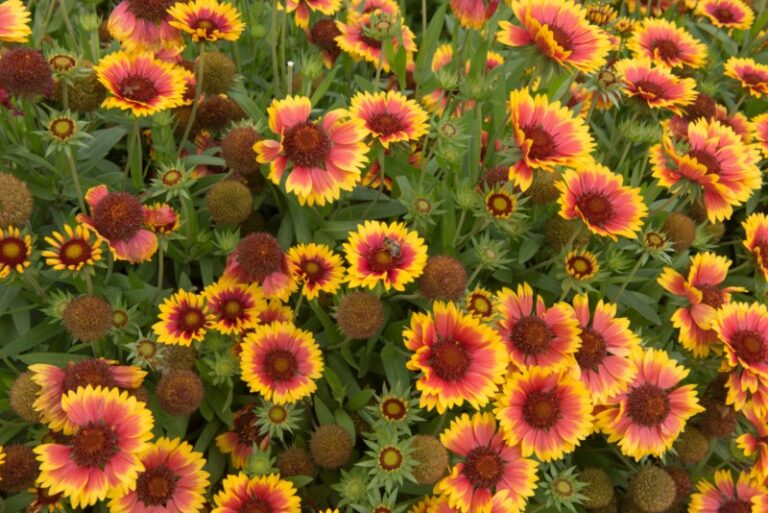 10 Perfect Perennials (Plus Growing Tips) Garden Lovers Club