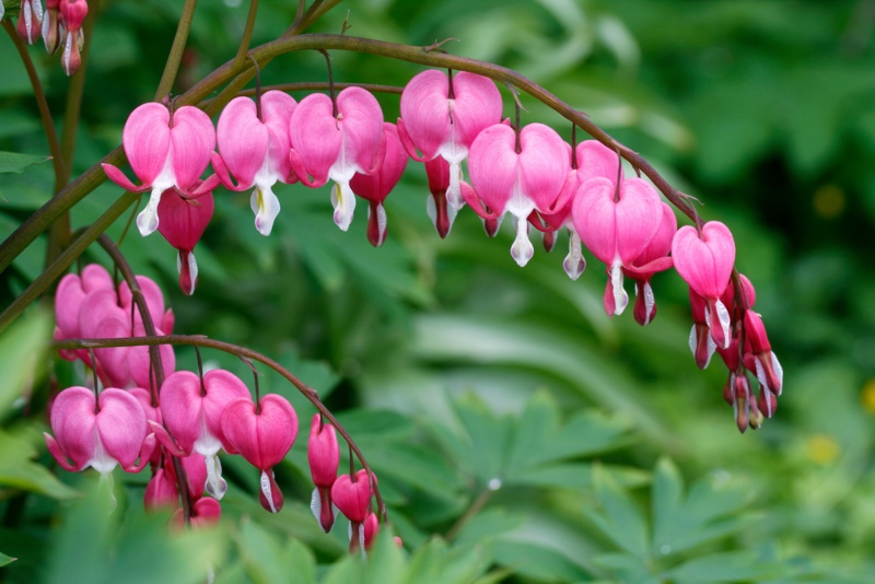 Bleeding-Heart-(Dicentra)