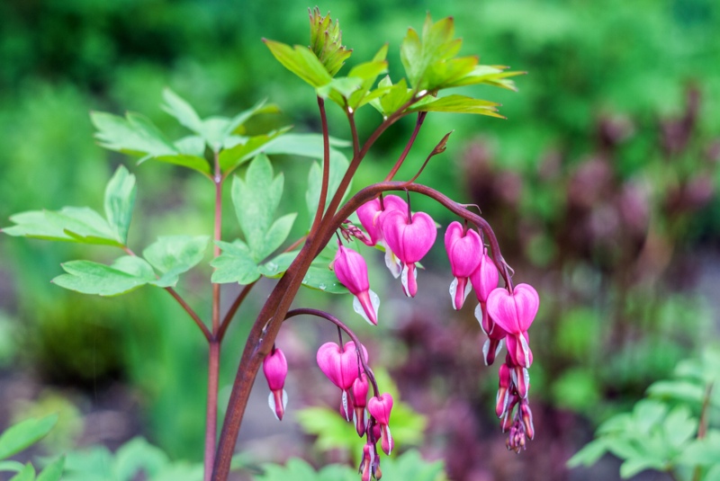 Bleeding-Heart