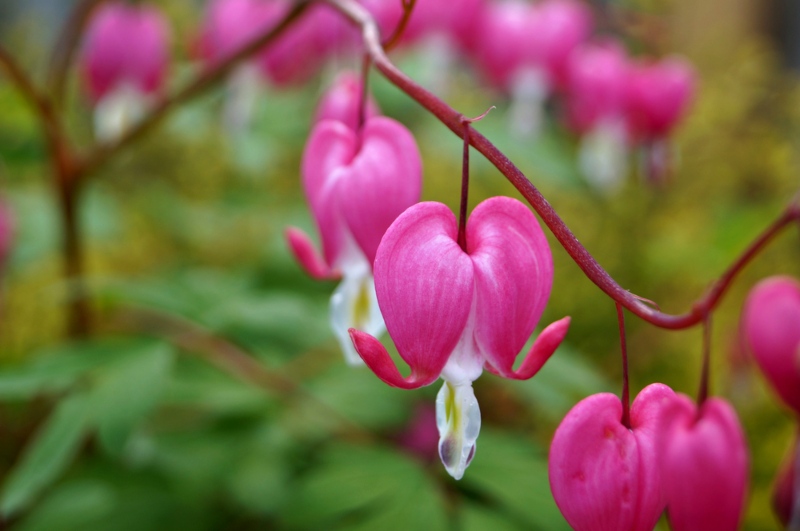 Bleeding-Hearts