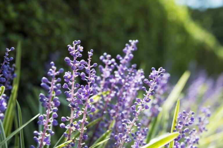 10 South Carolina Perennials That You'll Love (Plus Care Tips) Garden