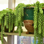 Burro's Tail cactus