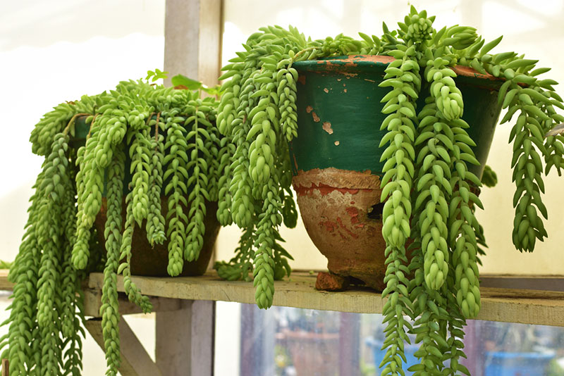 Burro's Tail cactus