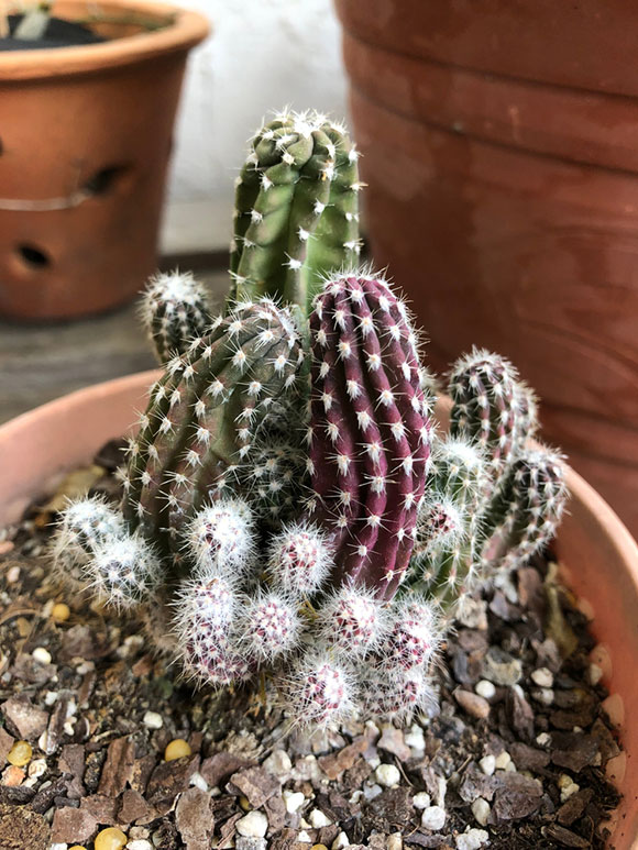 Castle-Cactus-In-Pot