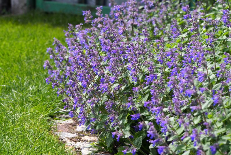 Catmint