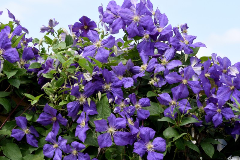 Clematis-(‘Jackmanii')