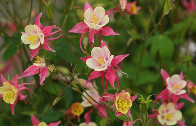 Columbines