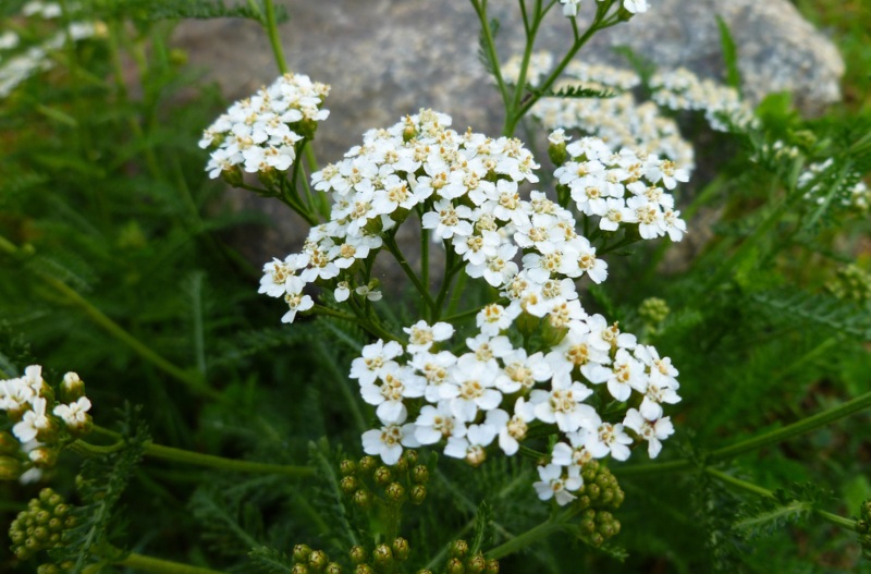 Common-Yarrow