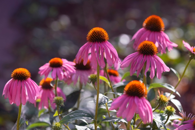 Coneflower-(Echinacea sp.)