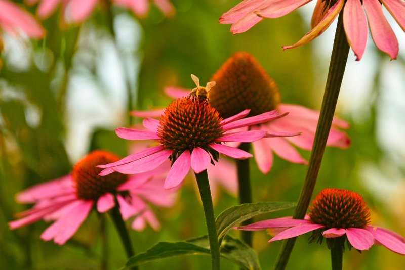 Coneflowers 