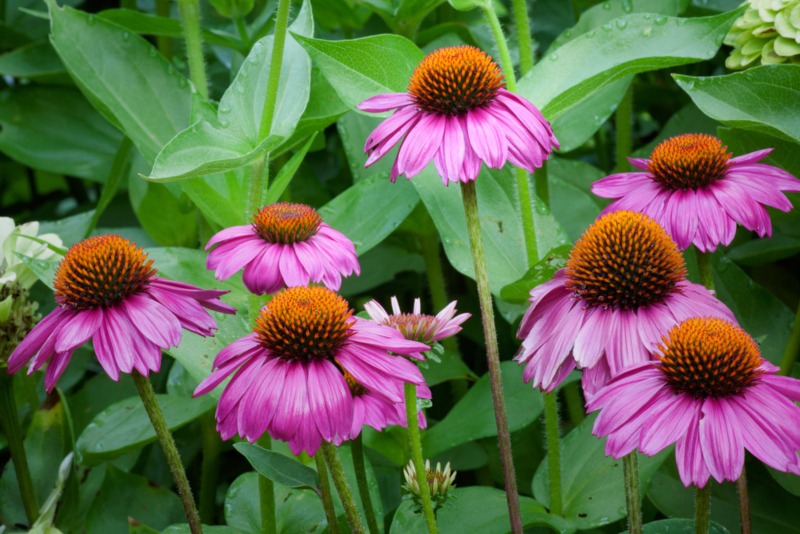 Coneflowers