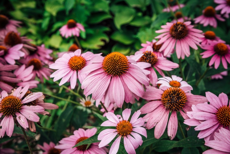 Coneflowers