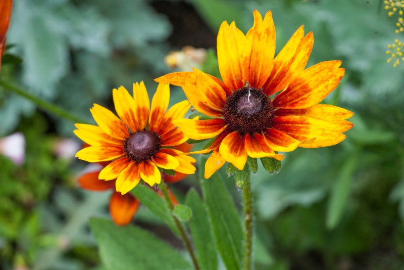 Coreopsis