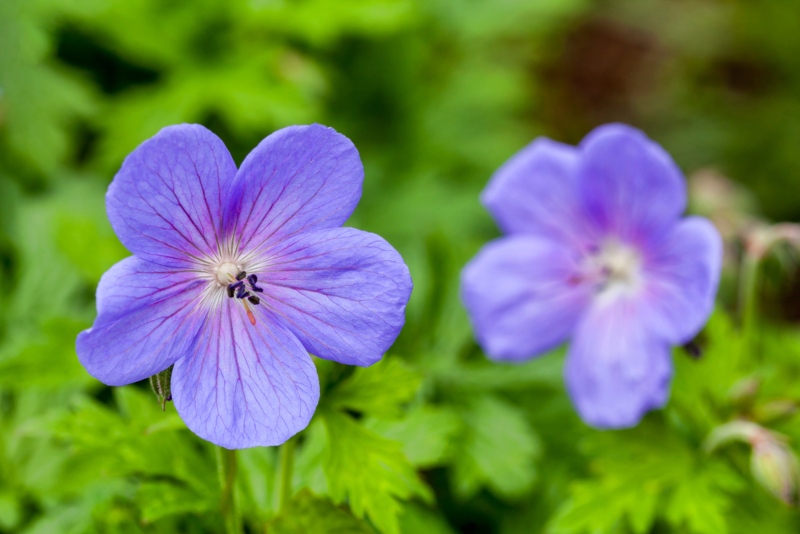 Cranesbill 