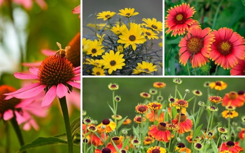 Delaware Perennials