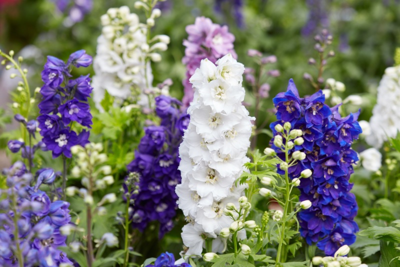 Delphinium-(Delphinium spp.)