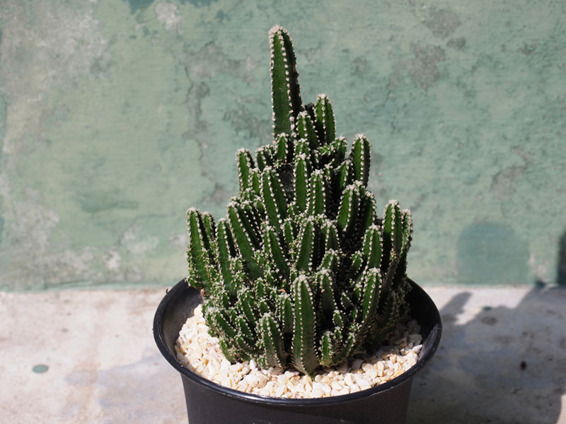 Fairy Castle Cactus In Pot