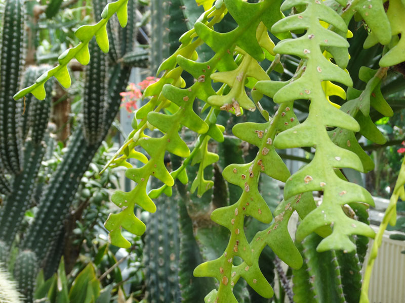 Growing Guide: Tips for Growing Fishbone Cactus - Garden Lovers Club
