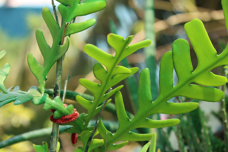 Growing Guide: Tips for Growing Fishbone Cactus - Garden Lovers Club