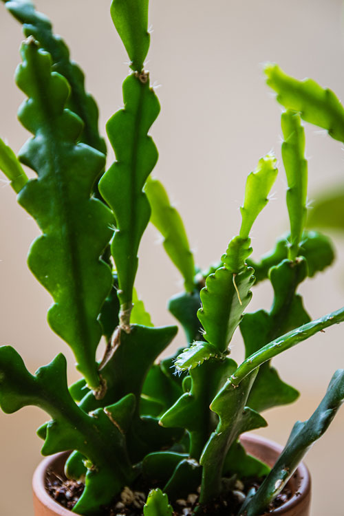 Growing Guide: Tips for Growing Fishbone Cactus - Garden Lovers Club