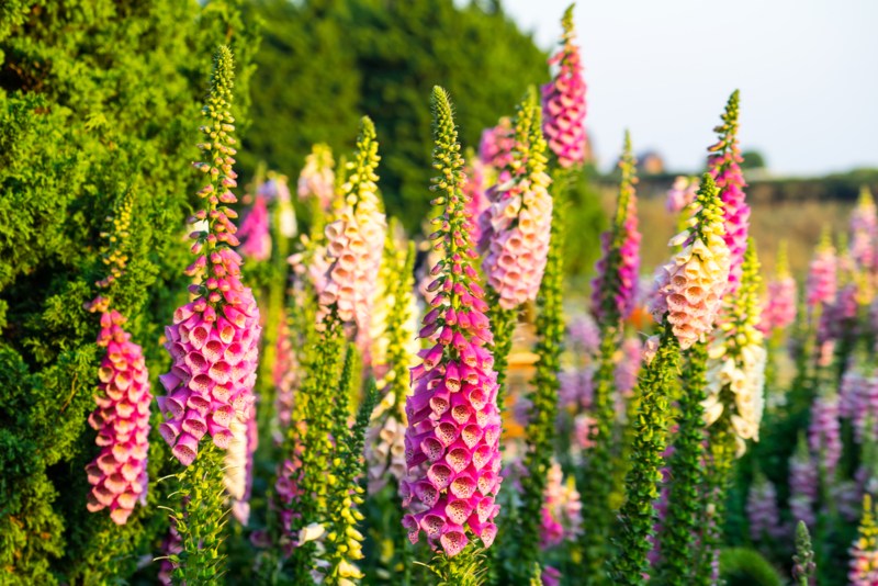 Foxglove-(Digitalis-purpurea)