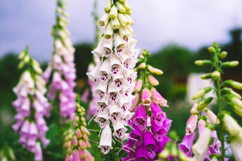 Foxglove-(Digitalis-'purpurea')