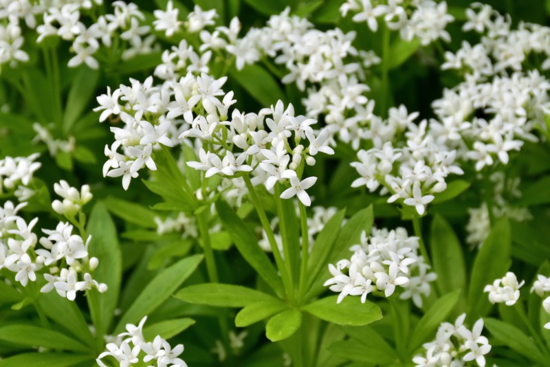 Galium-Odoratum