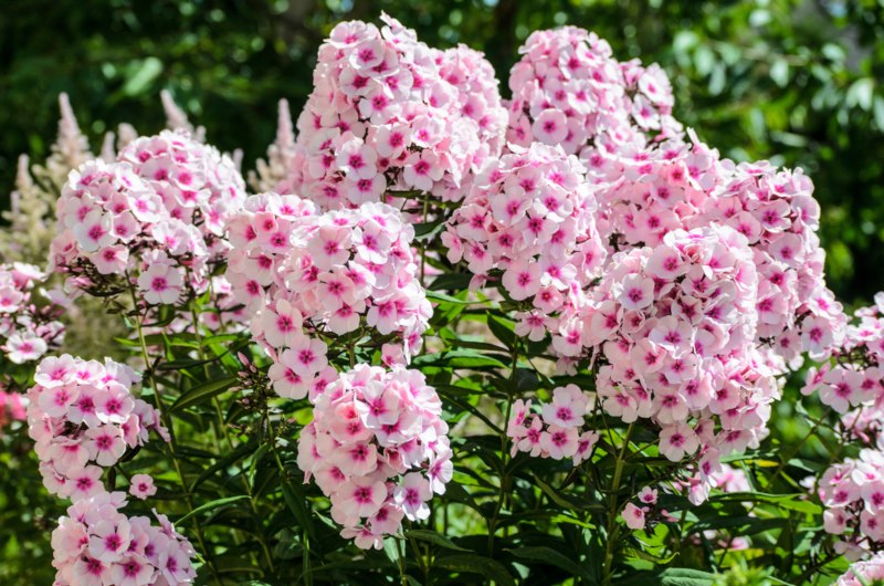 Garden-Phlox-(Phlox-'paniculata')