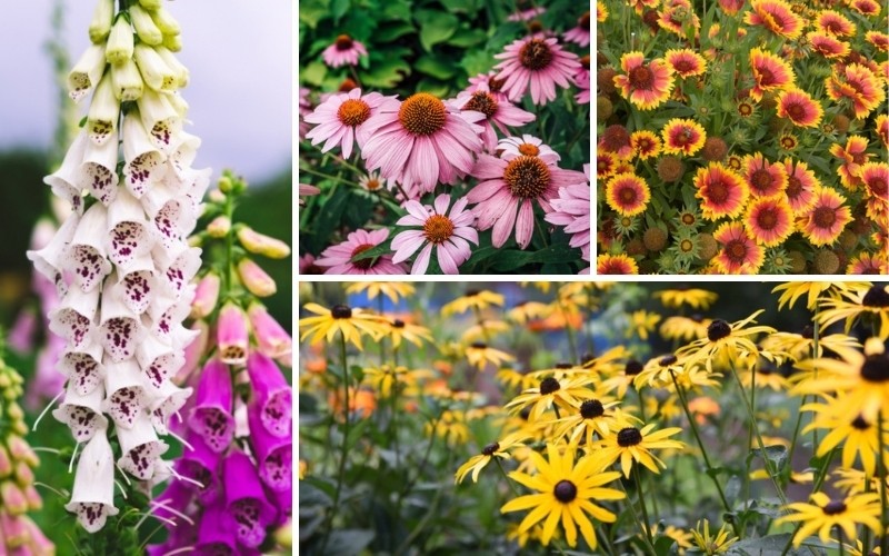 10 Perfect Georgia Perennials (Plus Growing Tips)