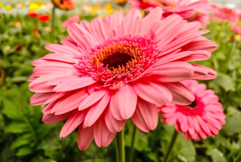 Gerbera-Daisy