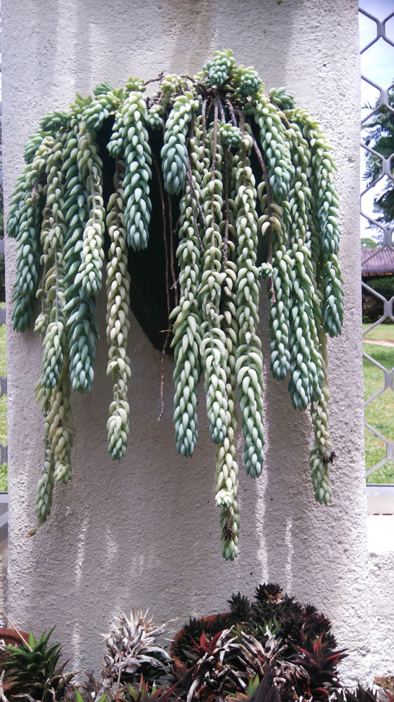 Hanging Burro's Tail