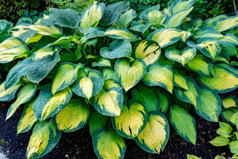 Hostas-(Hosta sp.)