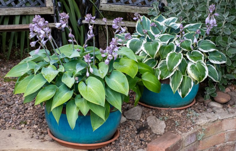 Hostas