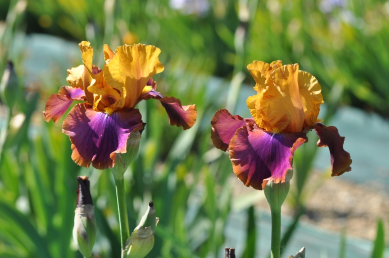 Iris-(Iris spp.)