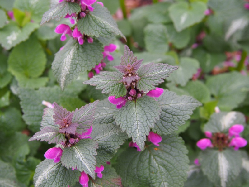 Lamium-Maculatum