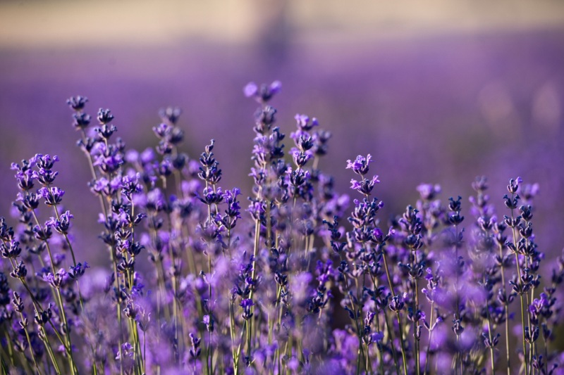 Lavender