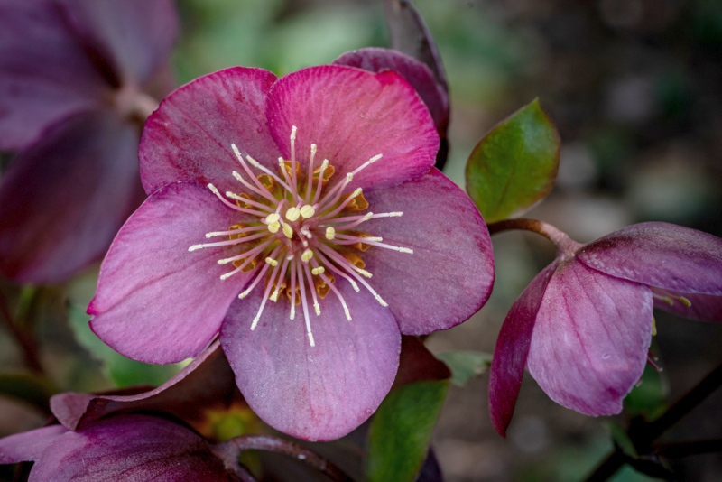 Lenton-Rose