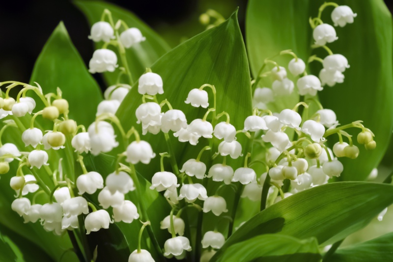 Lily-of-the-Valley (Convallaria majalis)